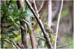 Phylloscopus borealis