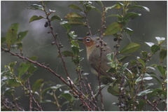 Zosterornis whiteheadi