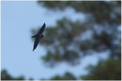 Collocalia marginata