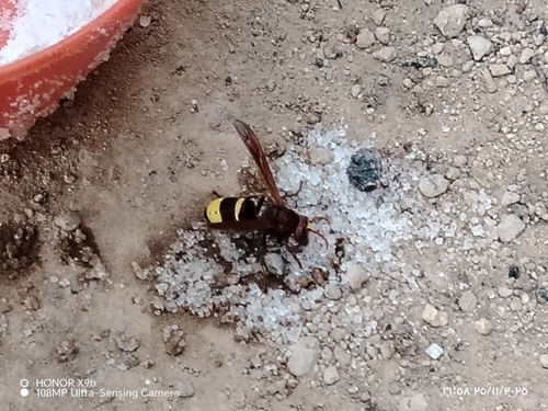 Oriental Hornet