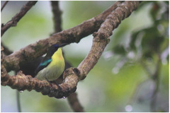 Aethopyga pulcherrima