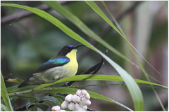 Aethopyga pulcherrima