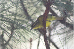 Phylloscopus nigrorum