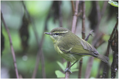 Phylloscopus nigrorum