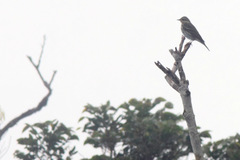 Anthus hodgsoni