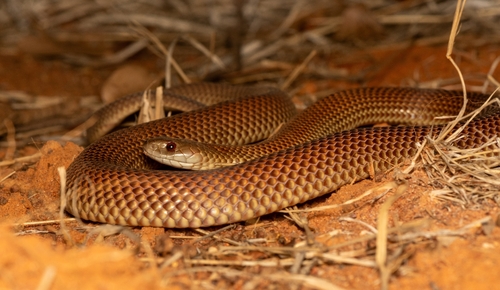 Mulga Snake sighting