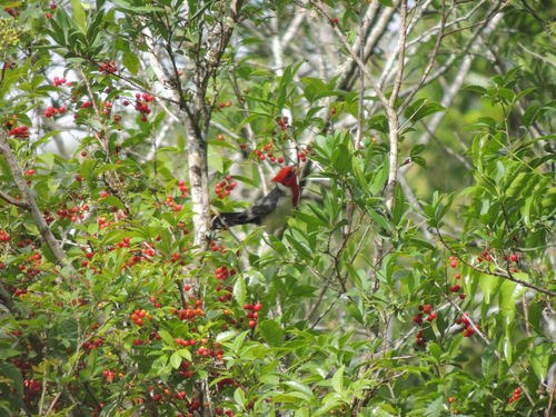 Red-crested Cardinal