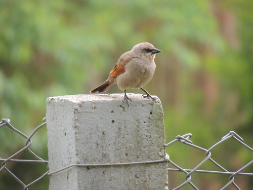 Grayish Baywing