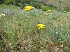 Achillea arabica