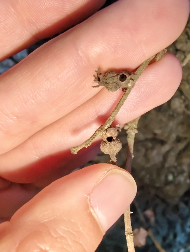 Andricus galeatus