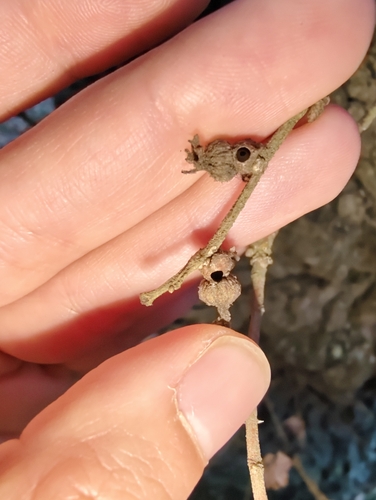 Andricus galeatus