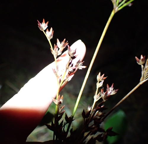 Redpod Rush (Juncus trigonocarpus)