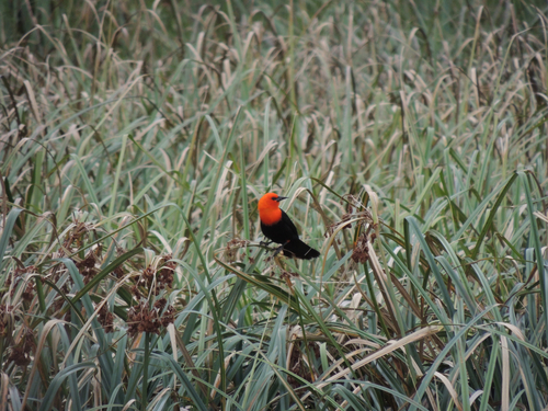 Scarlet-headed Blackbird