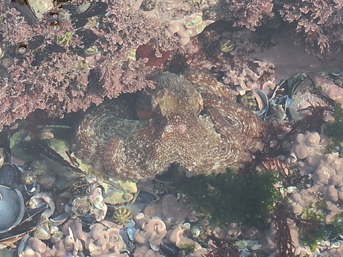 Octopus vulgaris