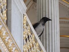Corvus cornix