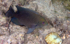 Hemiglyphidodon plagiometopon