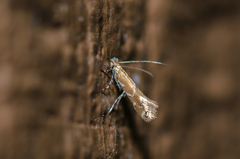 Cremastobombycia solidaginis