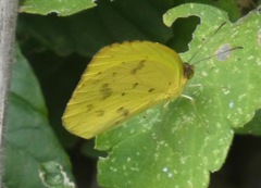 Pyrisitia dina westwoodi