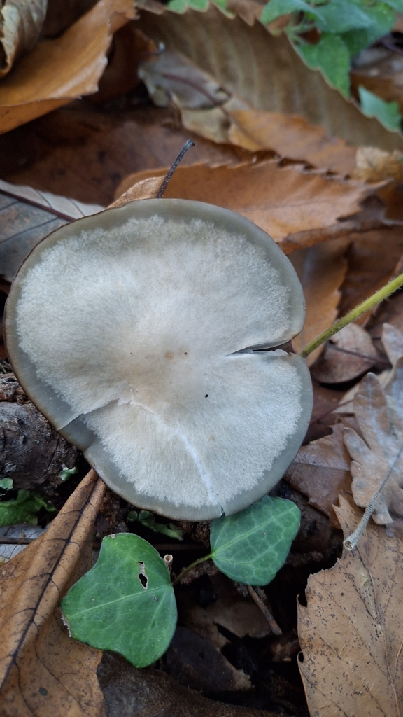 Collybia odora · November 2025 · photo: © cminda (iNaturalist, cc-by)