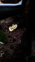 Bothrops osbornei