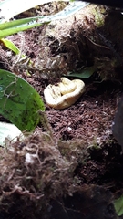 Bothrops osbornei