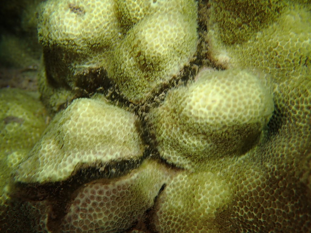 Petroglyph shrimp