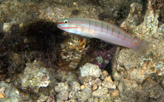 Amblygobius decussatus