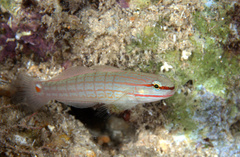 Amblygobius decussatus