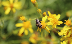 Melectoides triseriatus