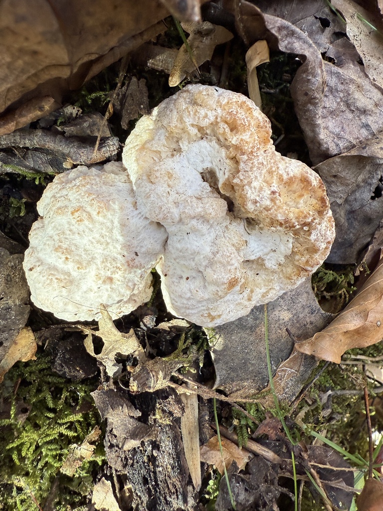 Entoloma abortivum · November 2025 · photo: © aviatrix-79 (iNaturalist, cc-by-sa)