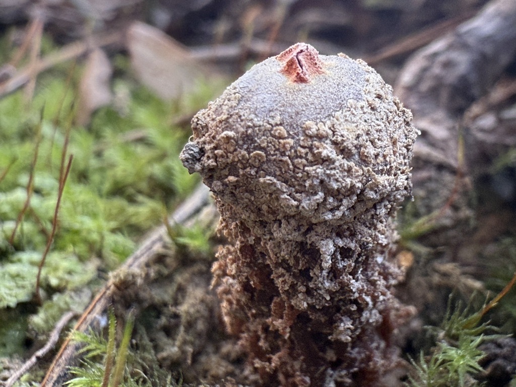 Calostoma ravenelii · November 2025 · photo: © aviatrix-79 (iNaturalist, cc-by-sa)
