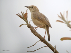Cisticola guinea