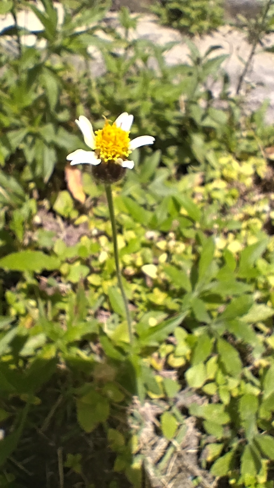 Tridax procumbens
