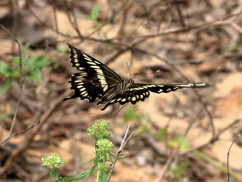 Constantine's Swallowtail