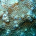 Orbicella franksi - Photo 
NOAA, sin restricciones conocidas de derechos (dominio público)