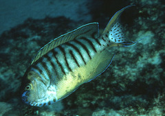 Angelfish photo 2