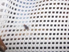 Cyphomyia wiedemanni