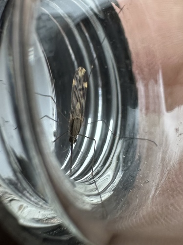 Unknown species found near Rhode Island, US