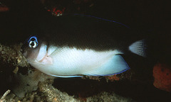 Angelfish photo 3