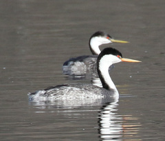 Aechmophorus clarkii