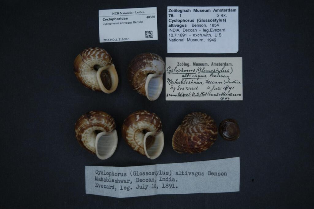 Wandering cyclophorus