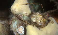 Cuapetes ischiospinosus