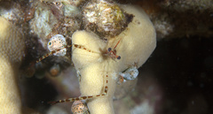 Cuapetes ischiospinosus