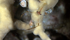 Cuapetes ischiospinosus