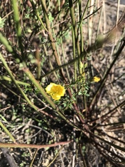 Crocanthemum aldersonii