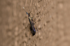 Coleophora mayrella
