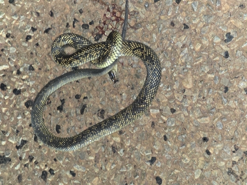 Spotted Mulga Snake sighting