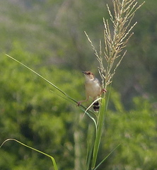 Cisticola carruthersi