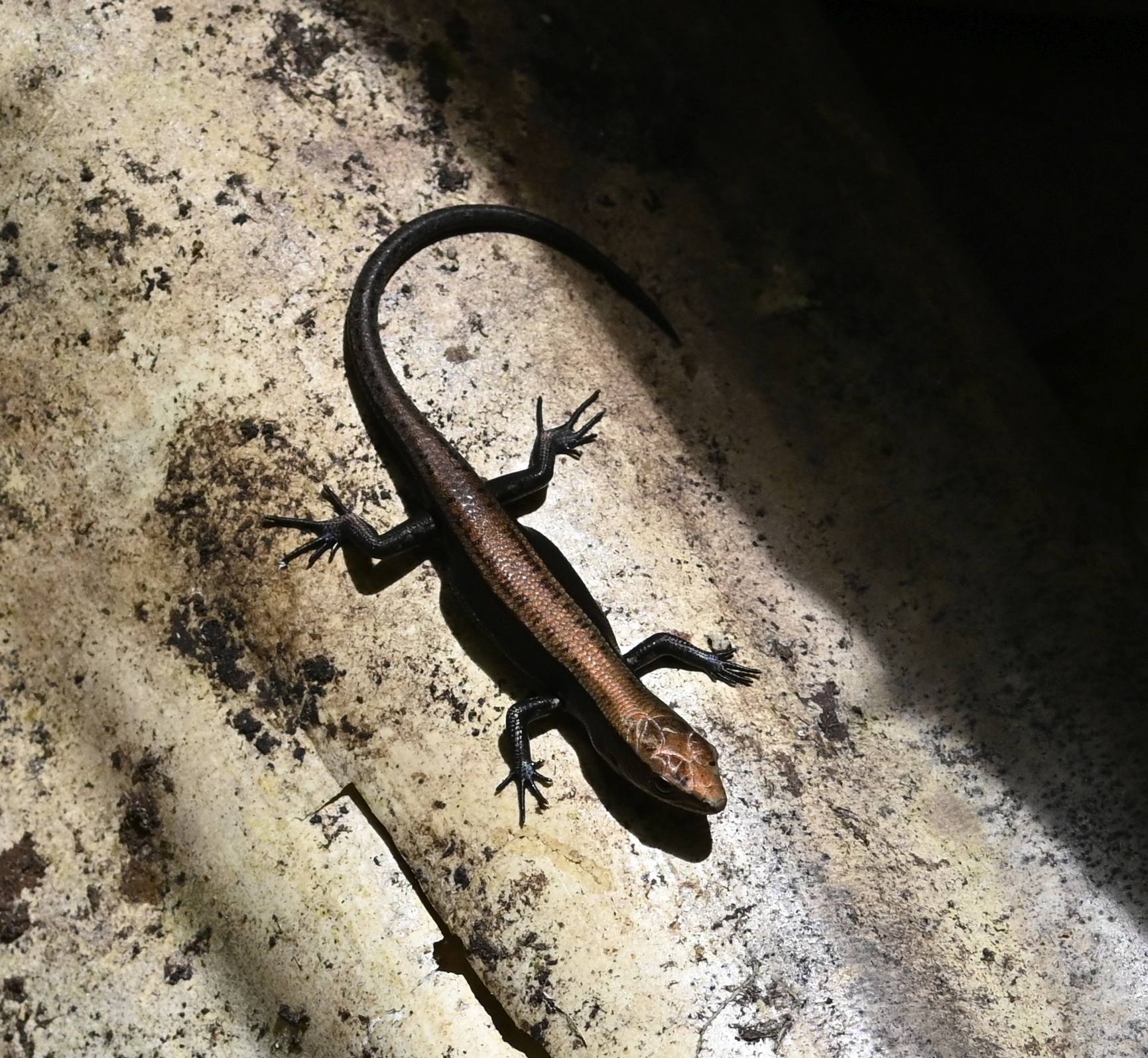 Obscure Emo Skink photo 8