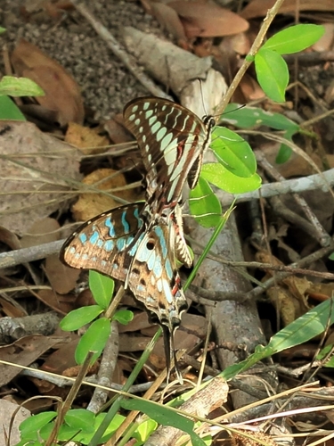 Large Striped Swordtail